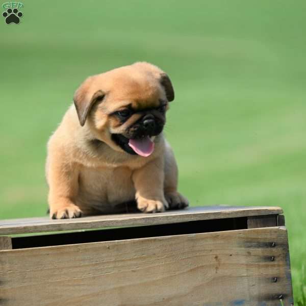 Teddy, Puggle Puppy